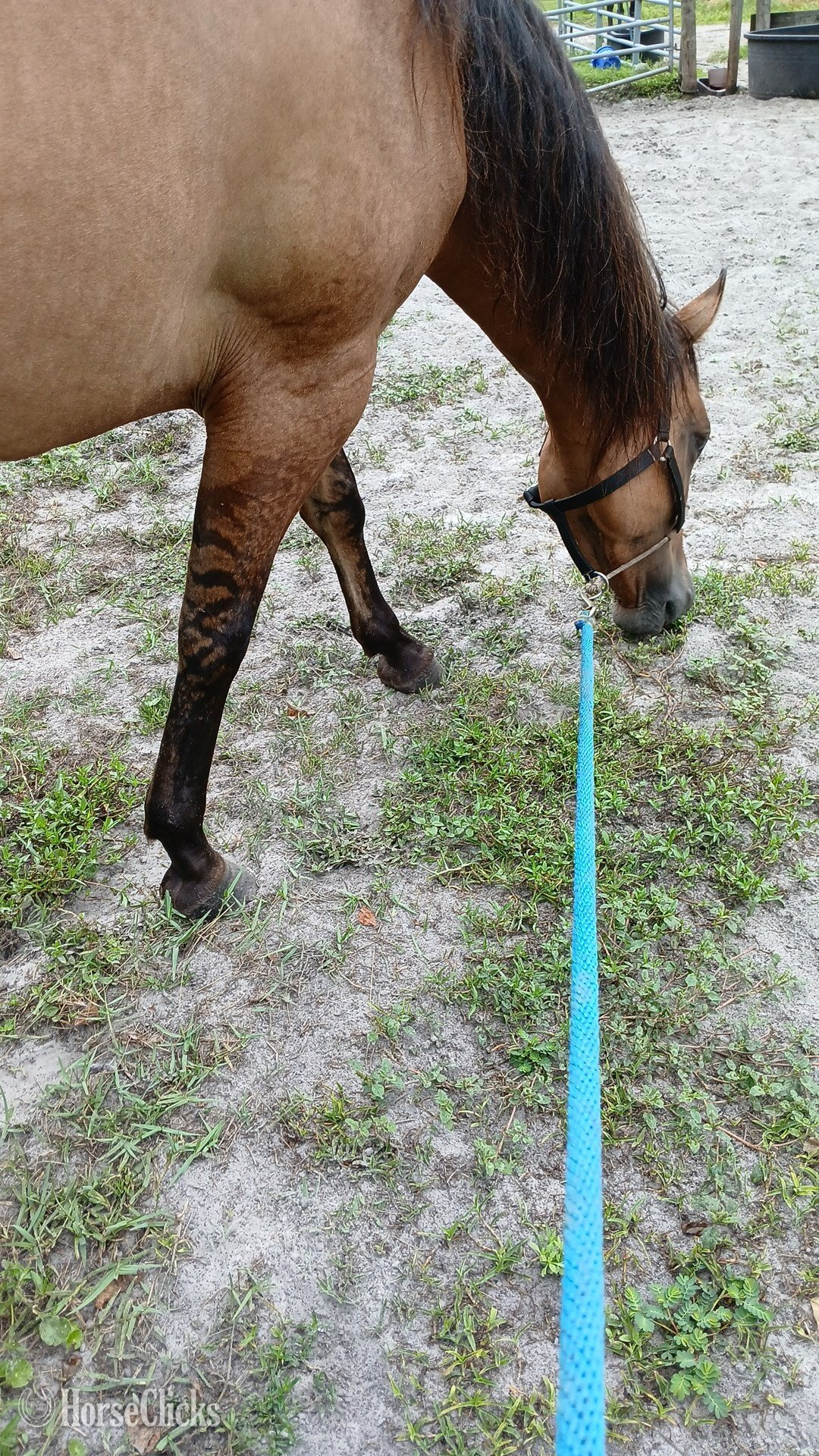 Florida "Smoke inthe Run (Fae)" Dun Mare Quarter Horse