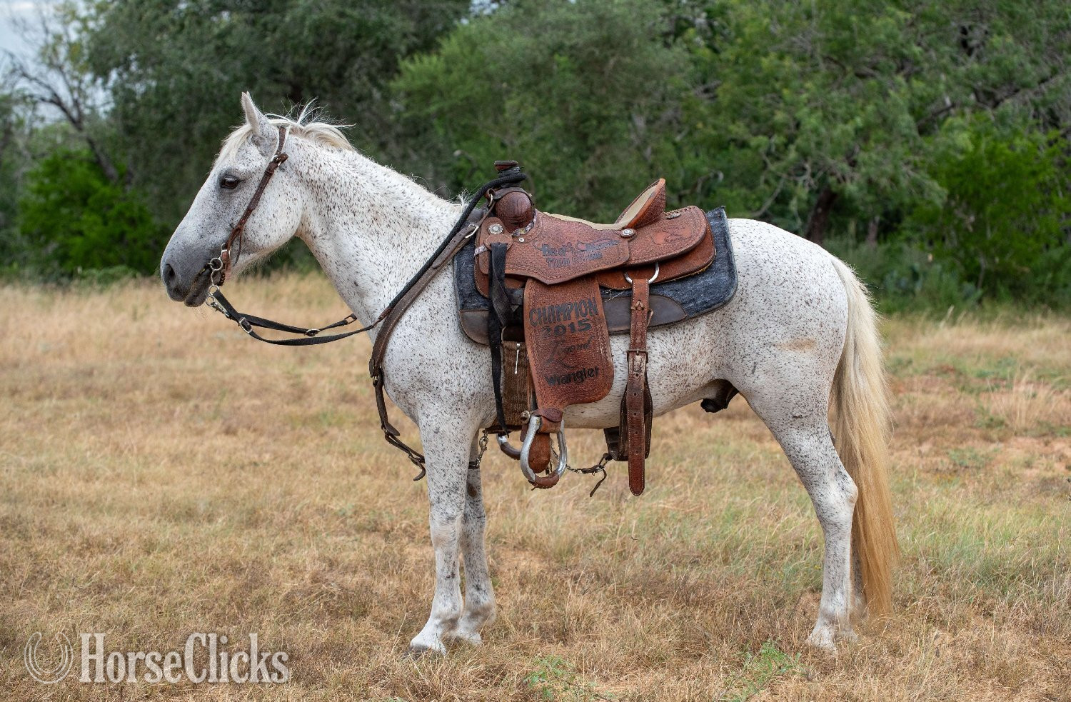 "SMOKE" Grey Gelding Pony
