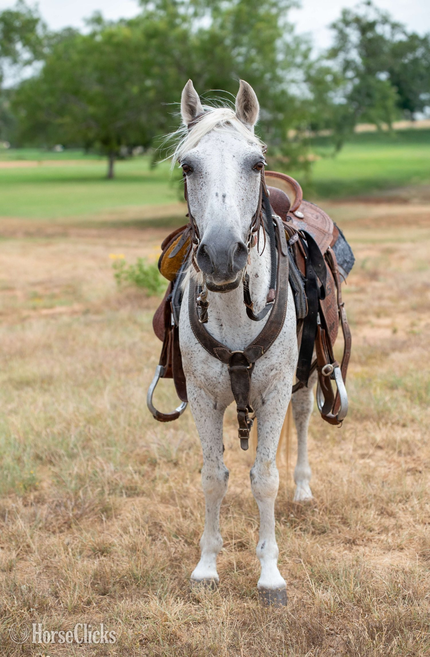 Texas "SMOKE" Grey Gelding Pony