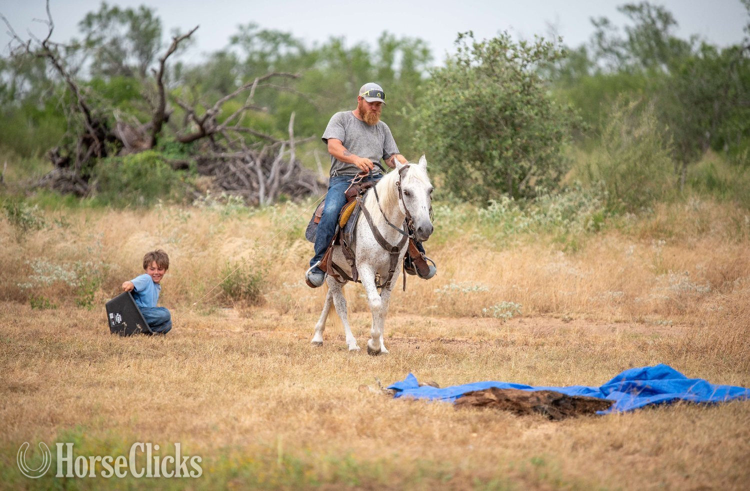 "SMOKE" Grey Gelding Pony - Pony in Texas