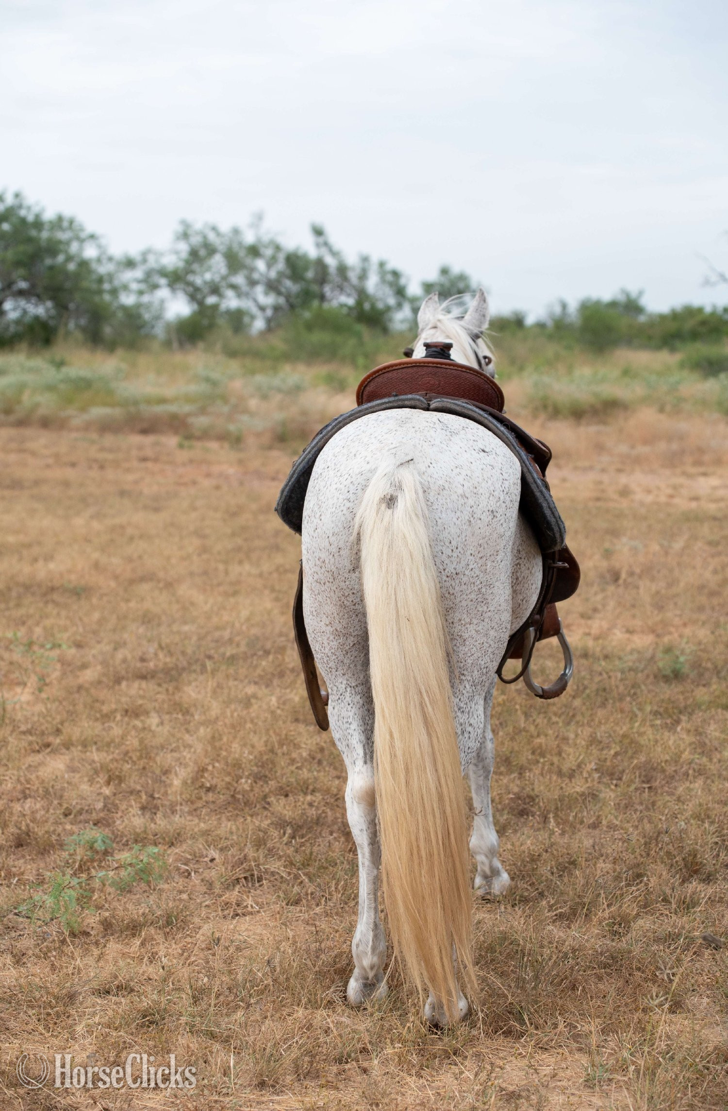 "SMOKE" Grey Gelding Pony - Pony