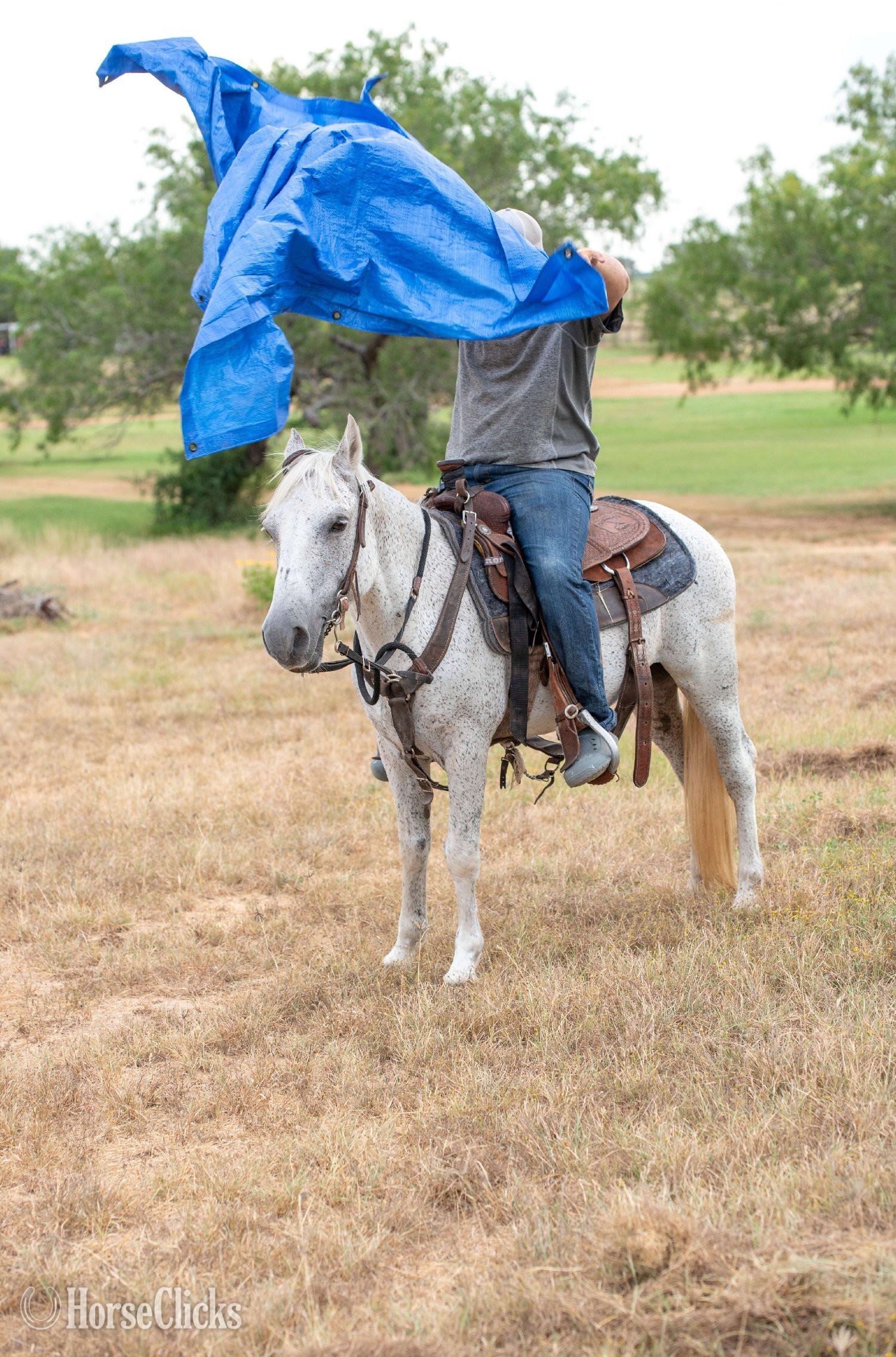 Pony - "SMOKE" Grey Gelding Pony in Texas