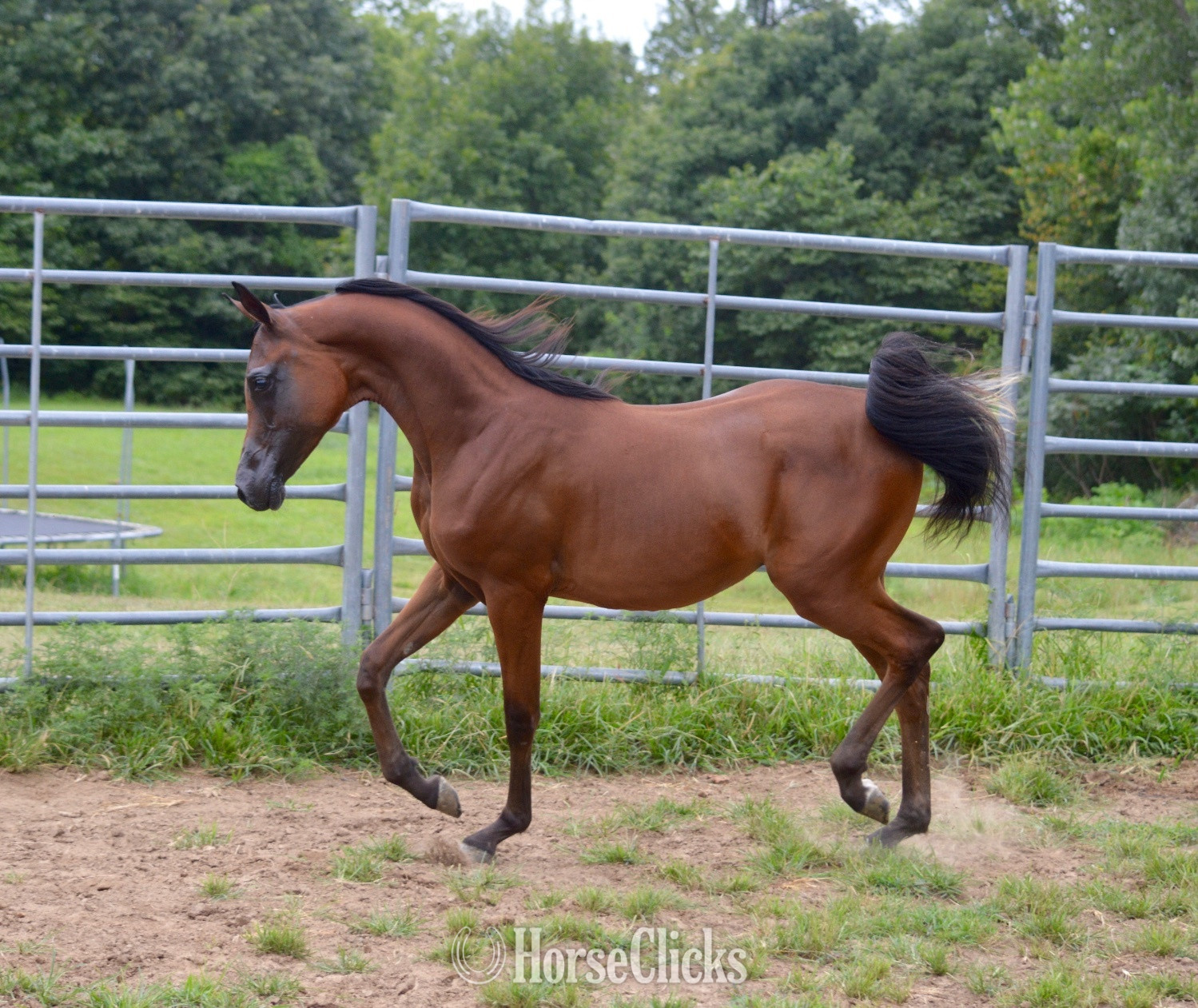 "SCR Obsidian " Bay Colt Arabian in Kansas