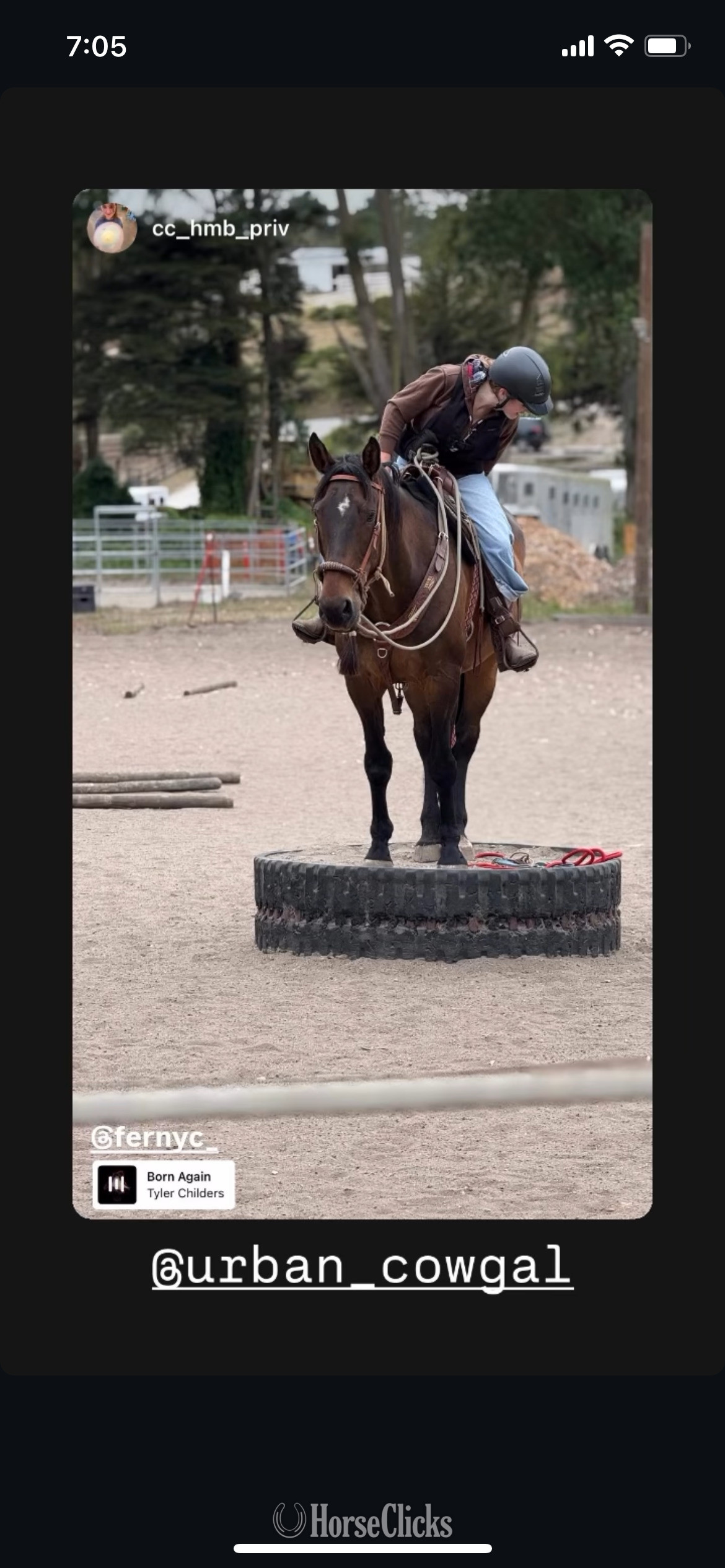 "Thunder" Bay Gelding Warmblood in California