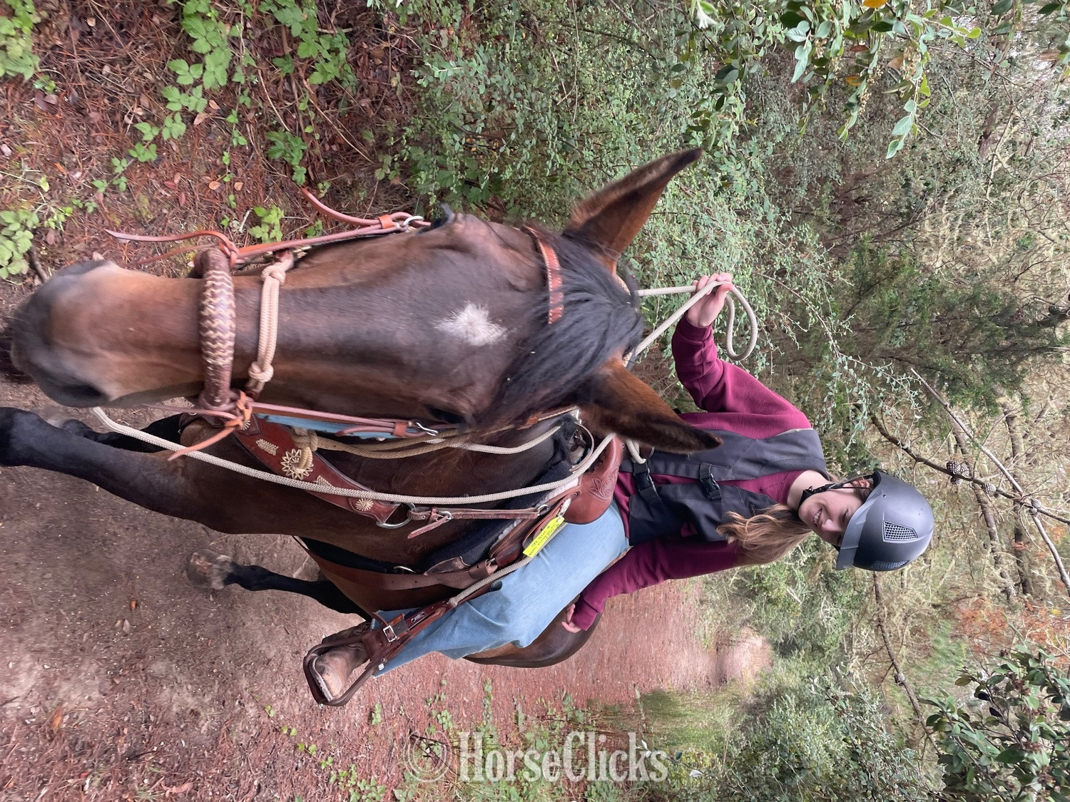 "Thunder" Bay Gelding Warmblood
