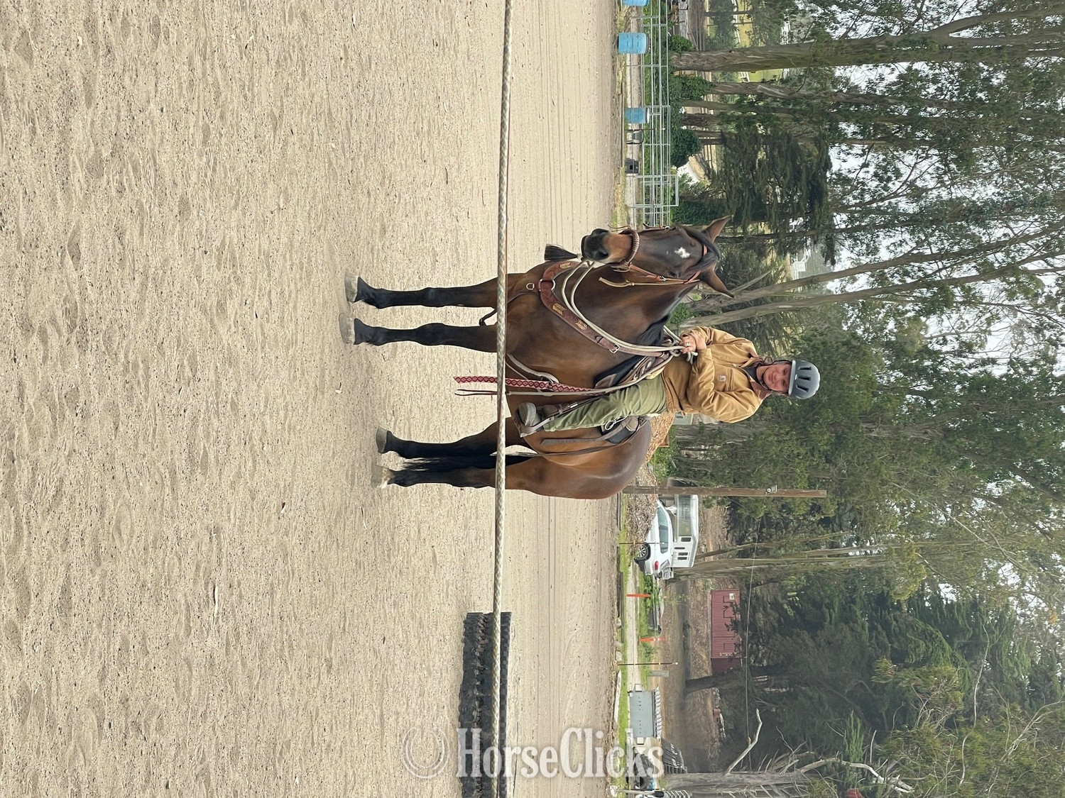 "Thunder" Bay Gelding Warmblood - Warmblood in California
