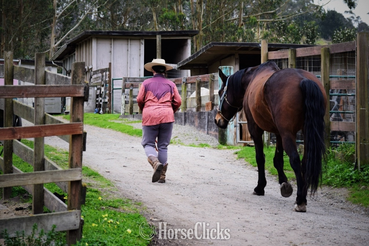 "Thunder" Bay Gelding Warmblood - Warmblood