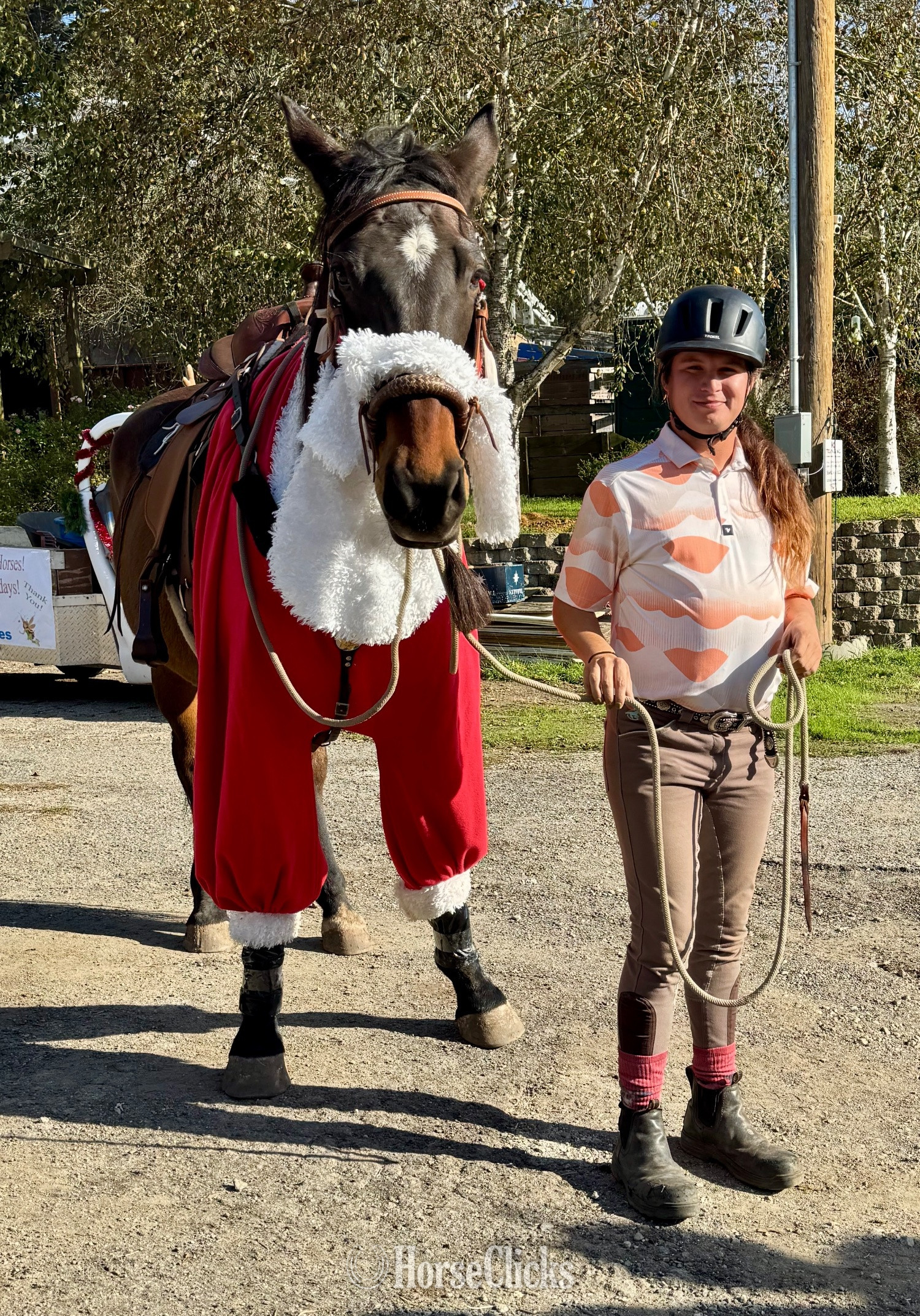 "Thunder" Bay Gelding Warmblood California