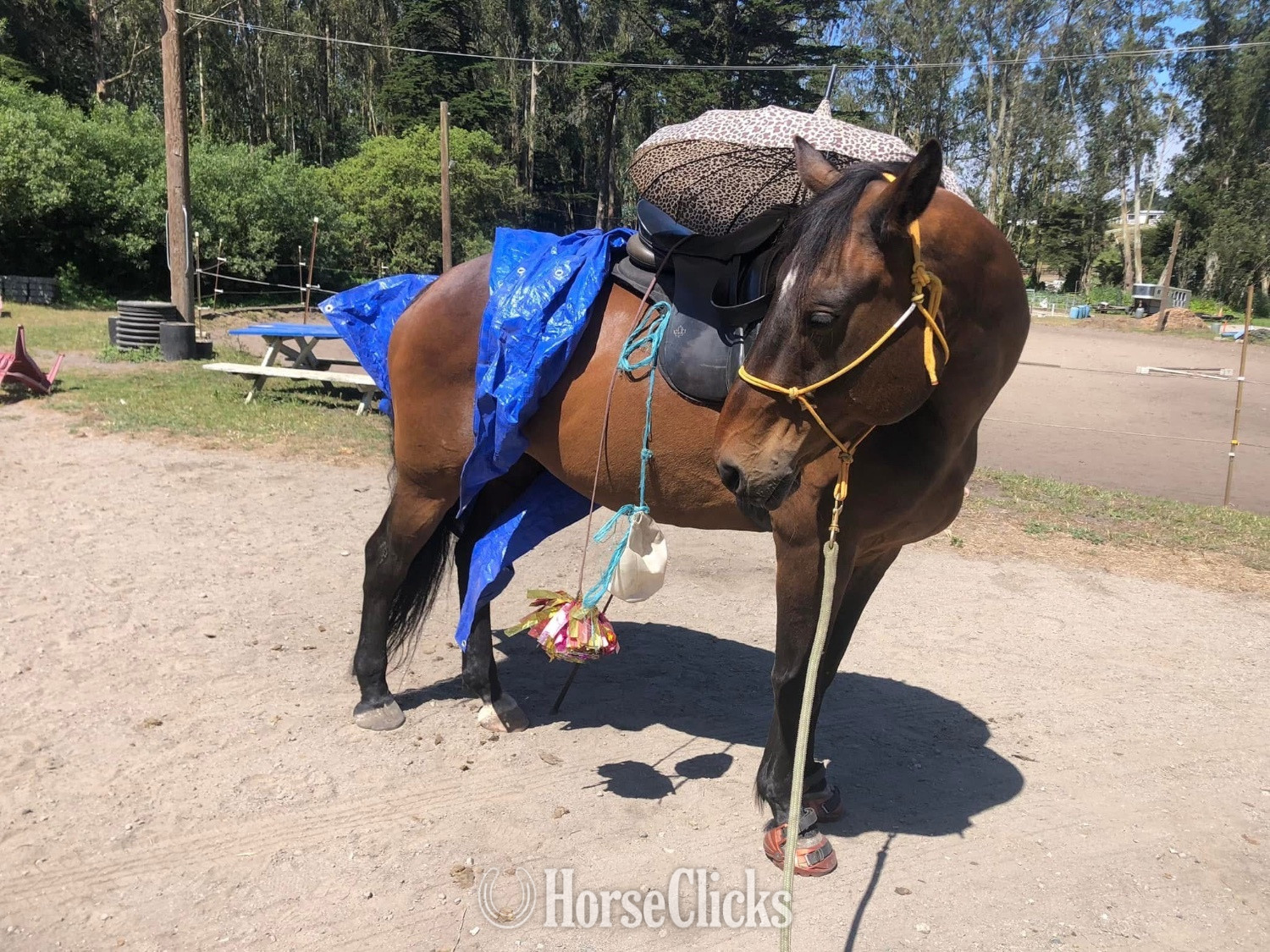 Warmblood - "Thunder" Bay Gelding Warmblood in California