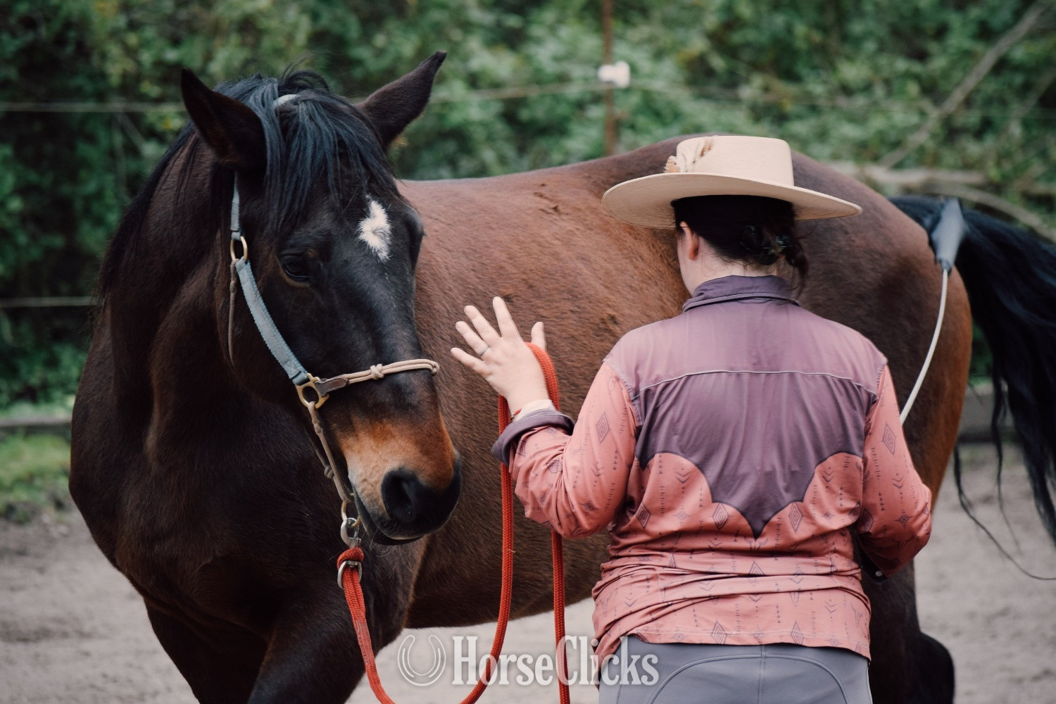 Warmblood - "Thunder" Bay Gelding Warmblood
