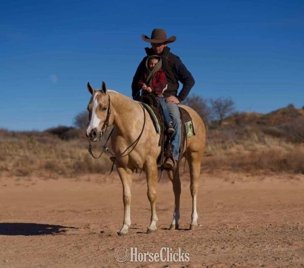 " Whiskey"  Gelding Quarter Horse in Florida