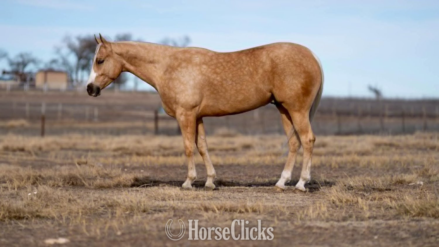 " Whiskey"  Gelding Quarter Horse