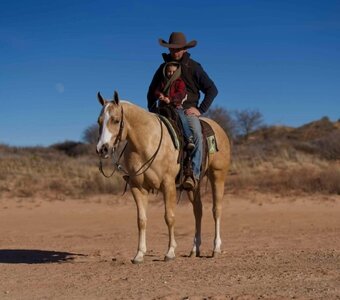 " Whiskey"  Gelding Quarter Horse