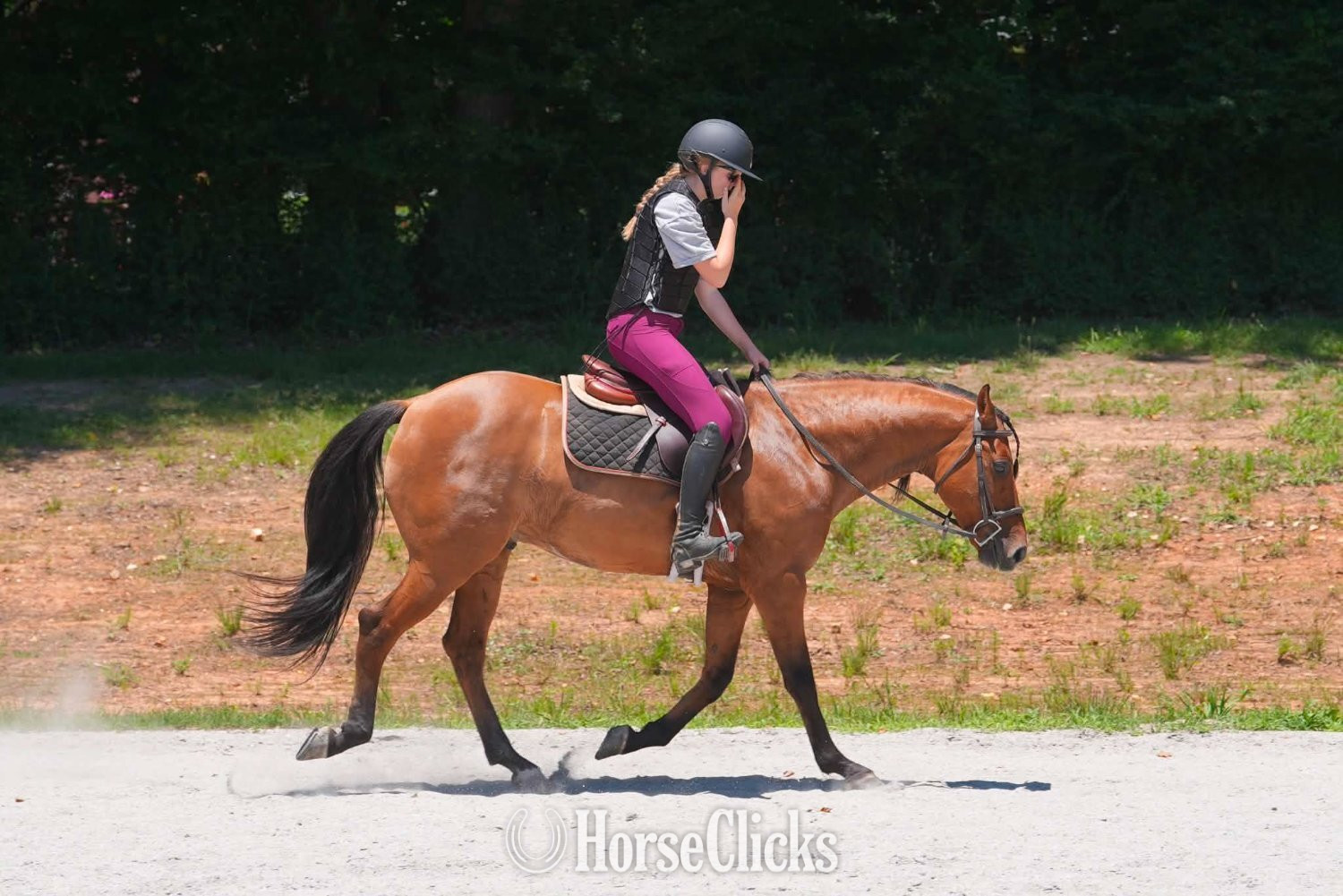 "Nero" Buckskin Gelding Friesian