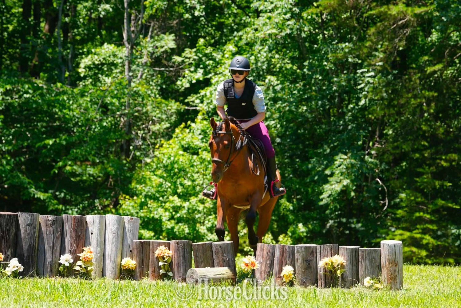 "Nero" Buckskin Gelding Friesian - Friesian in South Carolina