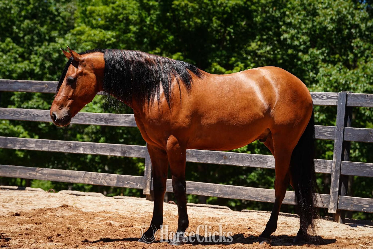 "Nero" Buckskin Gelding Friesian - Friesian