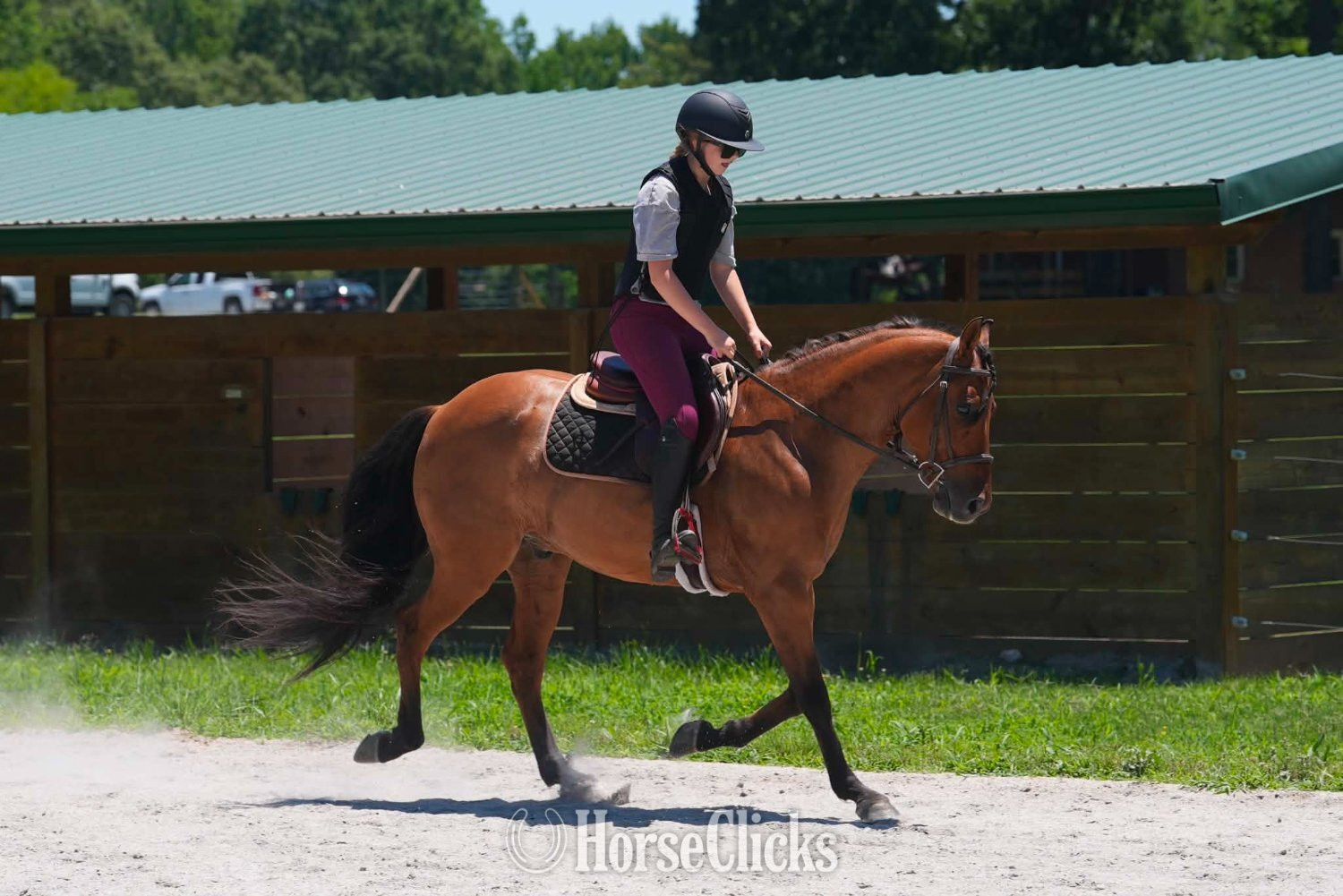 Friesian - "Nero" Buckskin Gelding Friesian in South Carolina