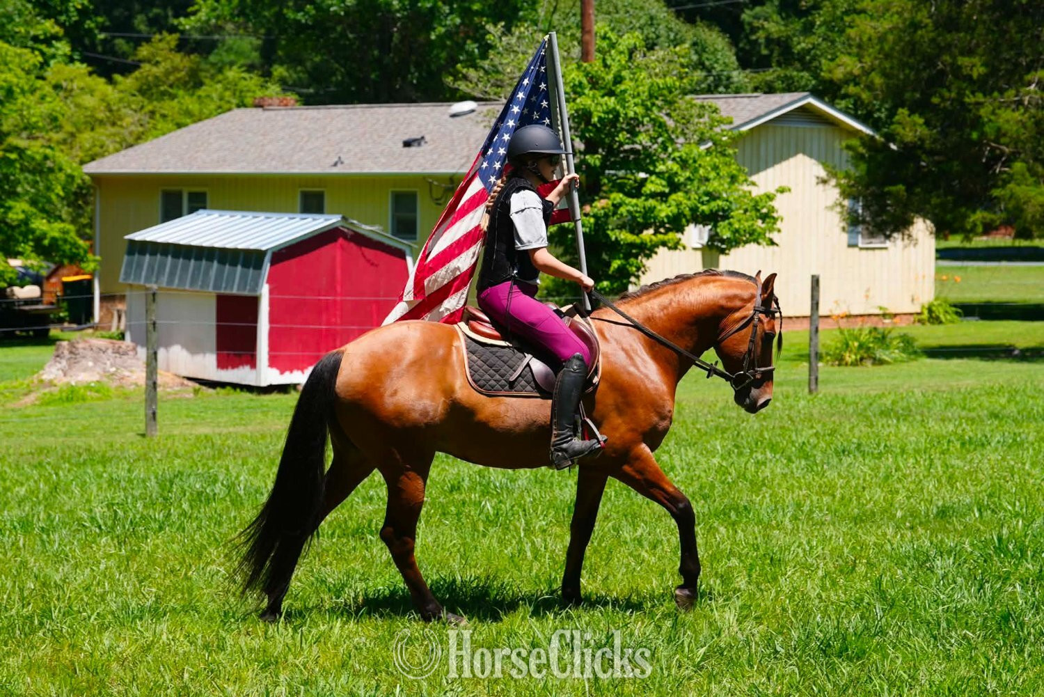 Friesian - "Nero" Buckskin Gelding Friesian