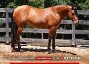 "Nero" Buckskin Gelding Friesian