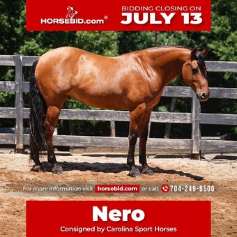"Nero" Buckskin Gelding Friesian