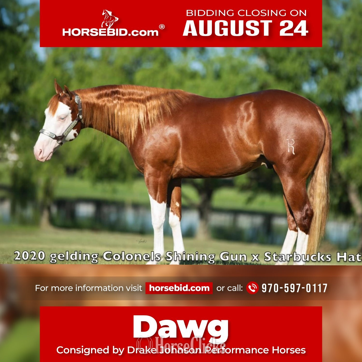 "Dawg" Sorrel Gelding Quarter Horse in Colorado