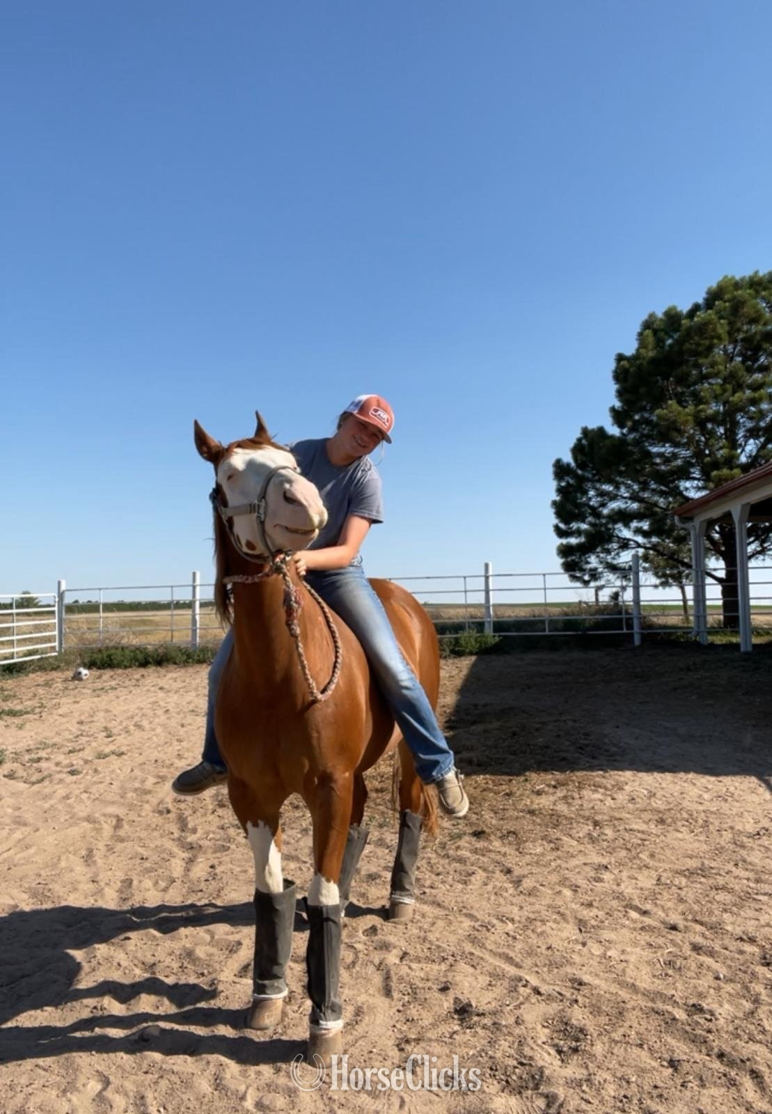 "Dawg" Sorrel Gelding Quarter Horse - Quarter Horse in Colorado