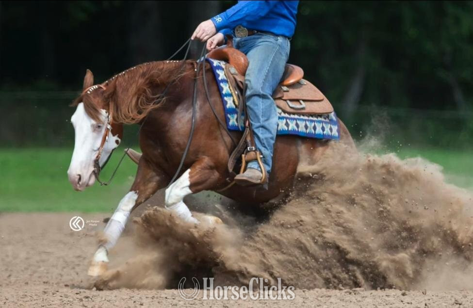 "Dawg" Sorrel Gelding Quarter Horse - Quarter Horse