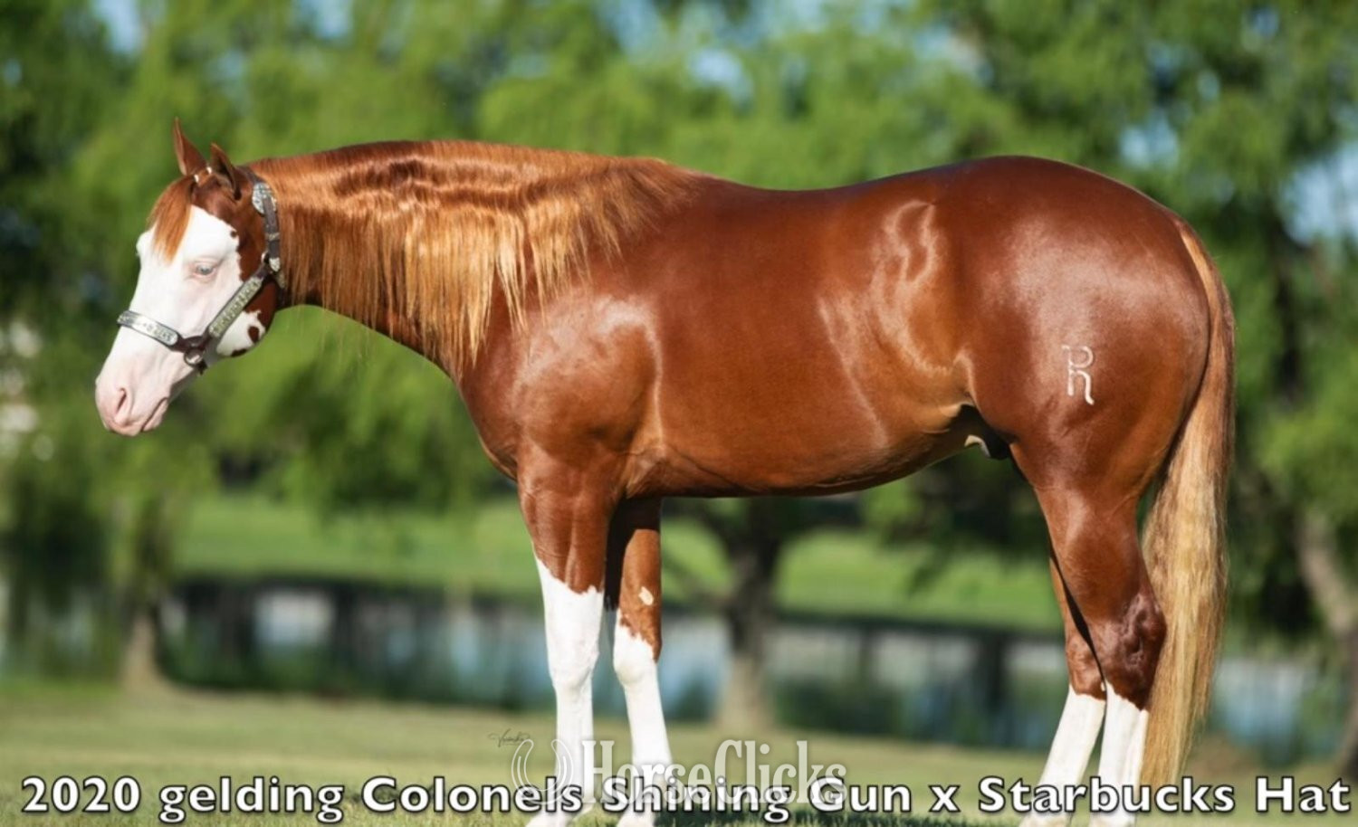 Quarter Horse - "Dawg" Sorrel Gelding Quarter Horse in Colorado