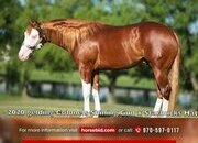 "Dawg" Sorrel Gelding Quarter Horse