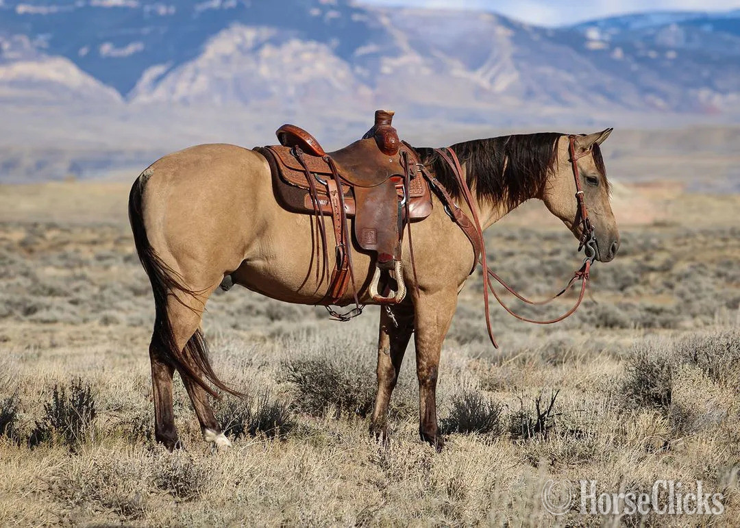 "Chex" Buckskin Gelding Quarter Horse in Wyoming