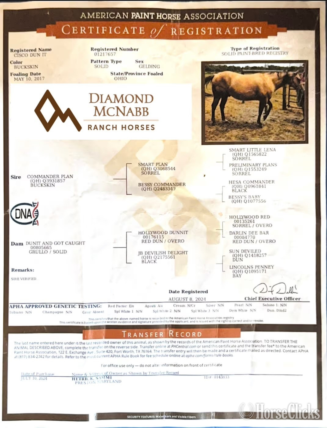 "Chex" Buckskin Gelding Quarter Horse