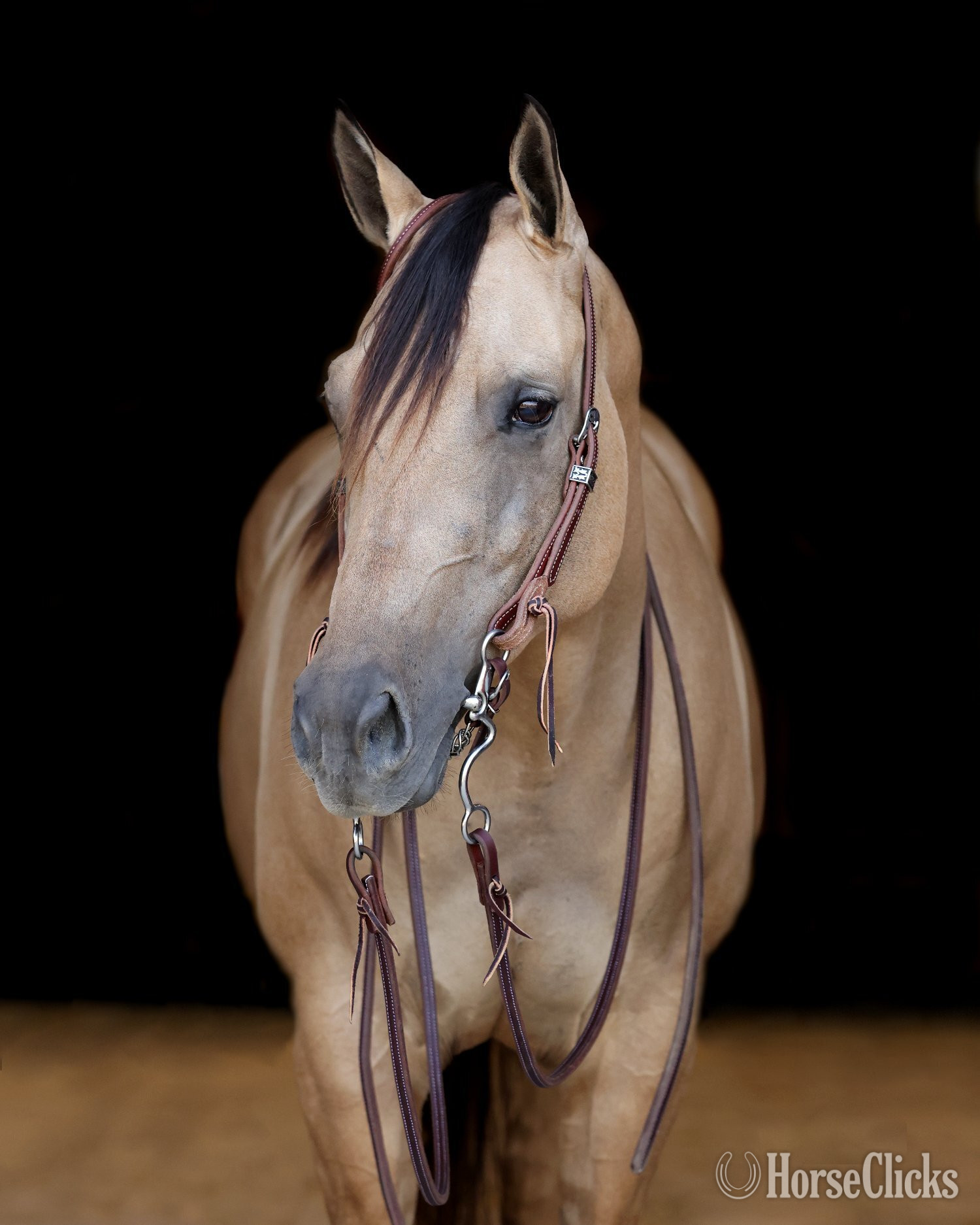 Wyoming "Chex" Buckskin Gelding Quarter Horse