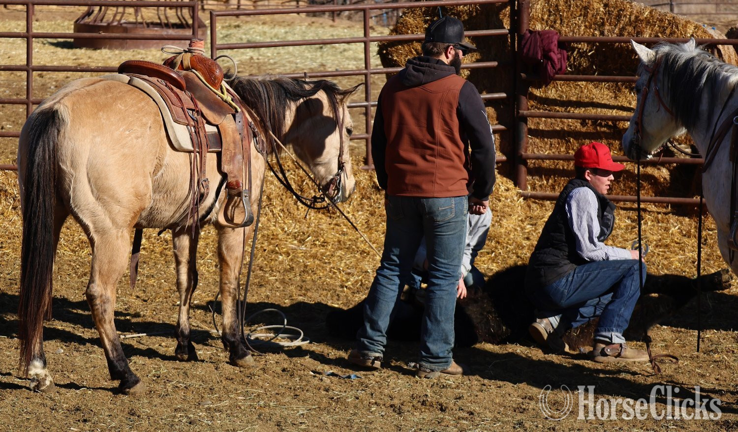 "Chex" Buckskin Gelding Quarter Horse - Quarter Horse