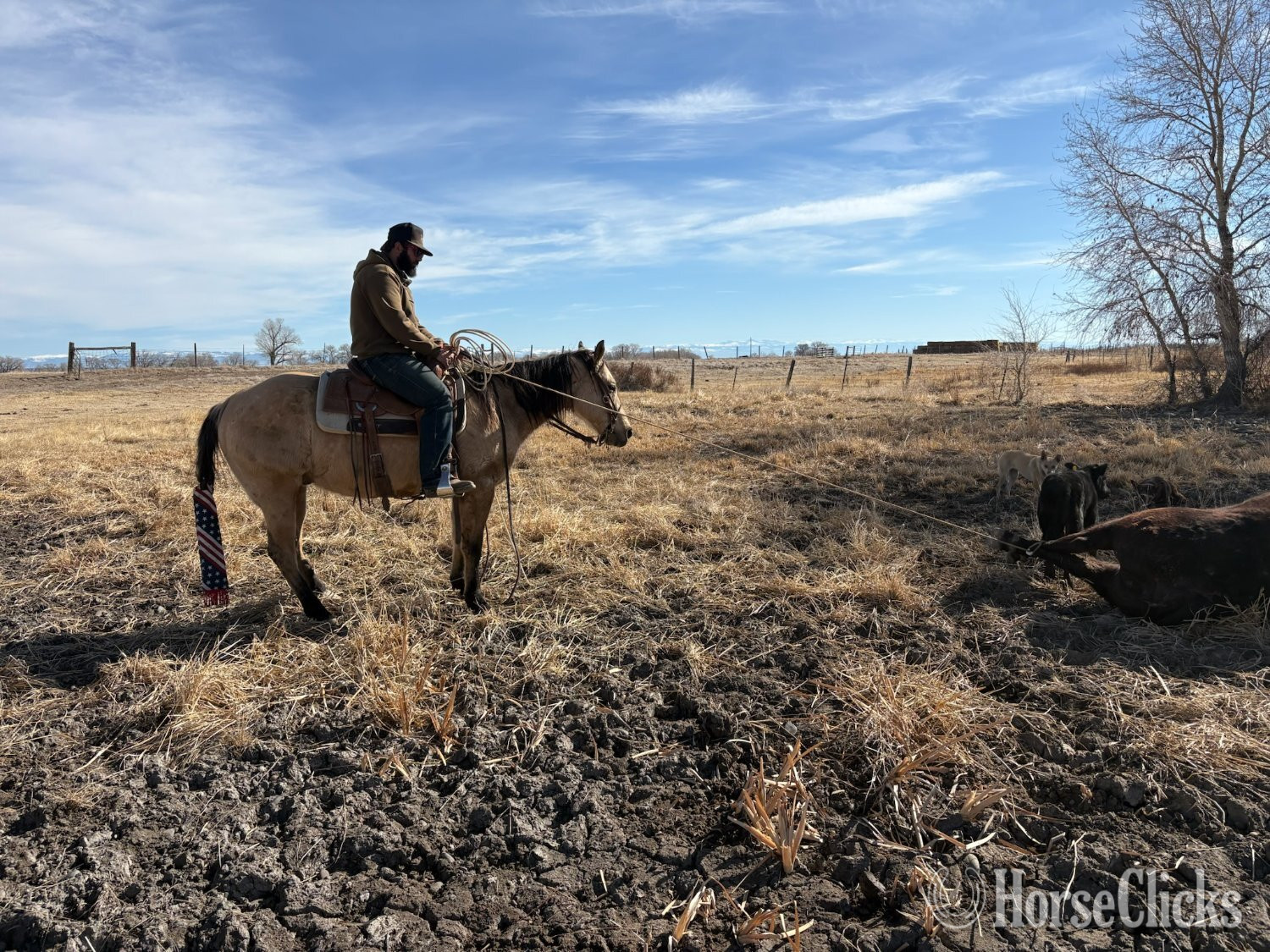 Quarter Horse - "Chex" Buckskin Gelding Quarter Horse in Wyoming