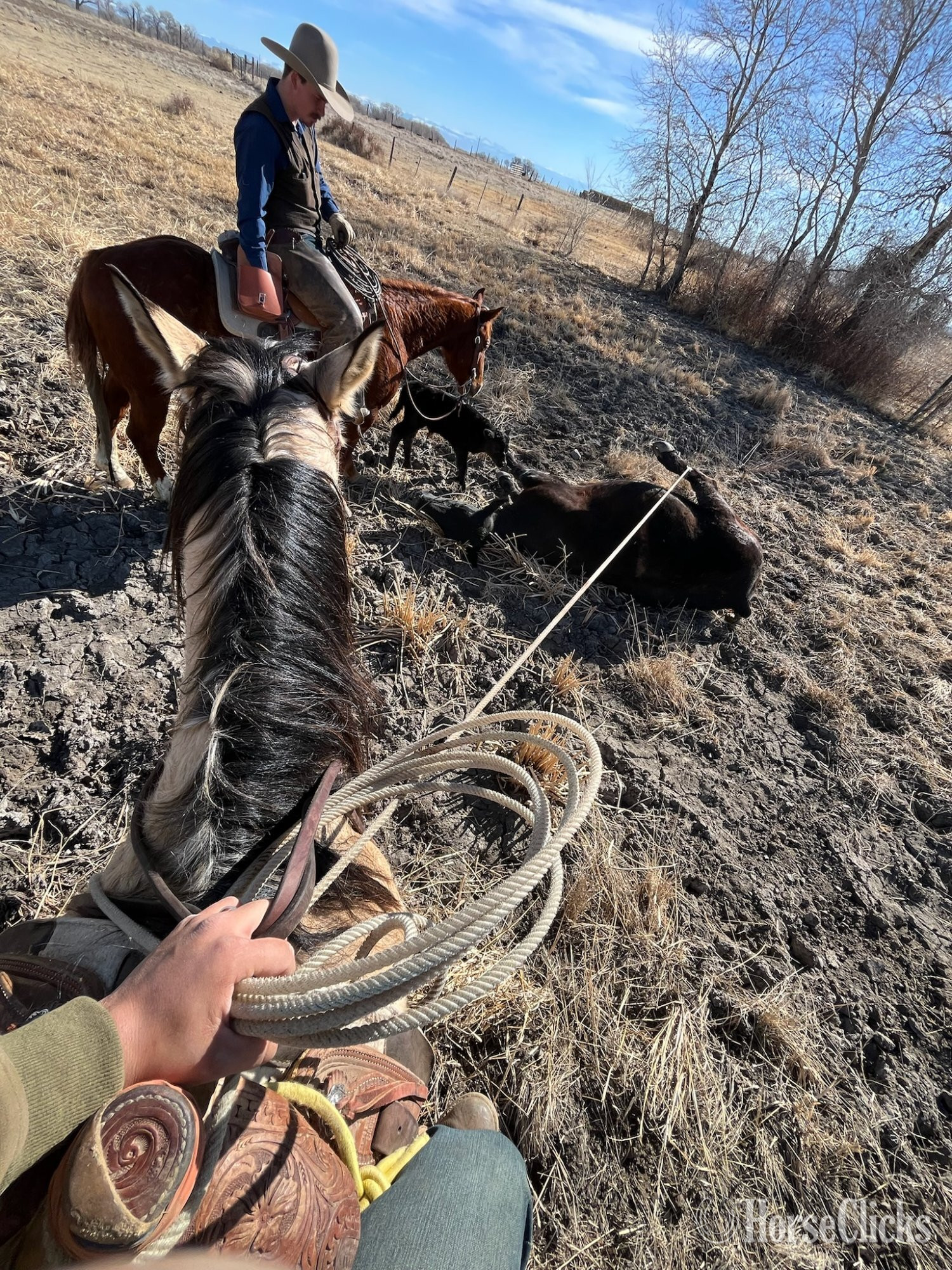 Quarter Horse - "Chex" Buckskin Gelding Quarter Horse