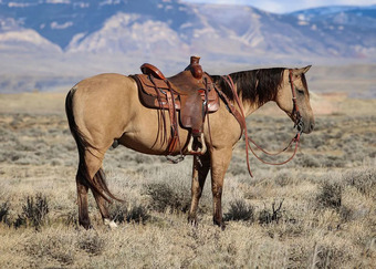 "Chex" Buckskin Gelding Quarter Horse