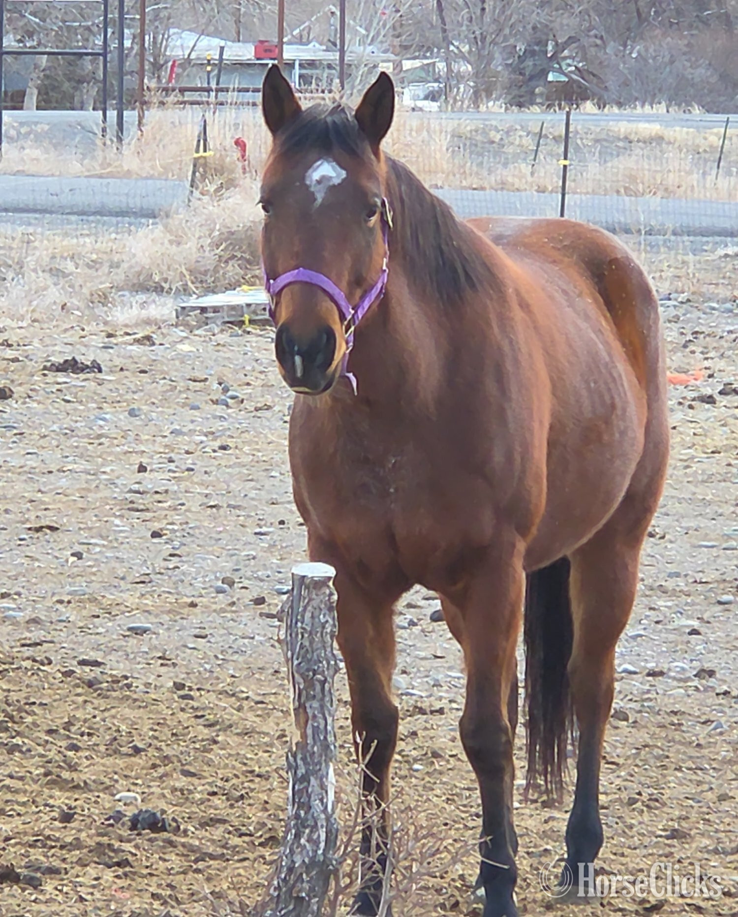 "Piedras Rock N Lady" Bay Mare Quarter Horse in Wyoming