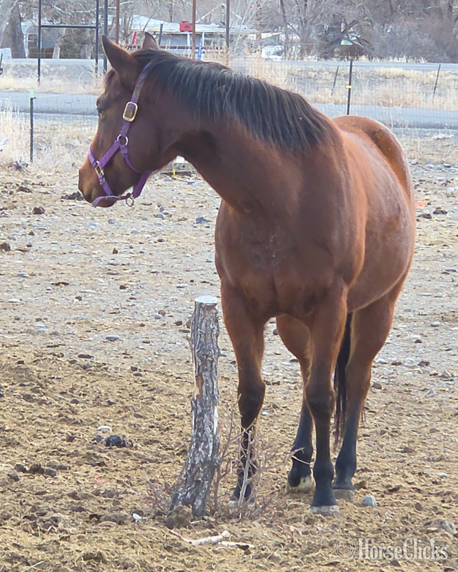 "Piedras Rock N Lady" Bay Mare Quarter Horse