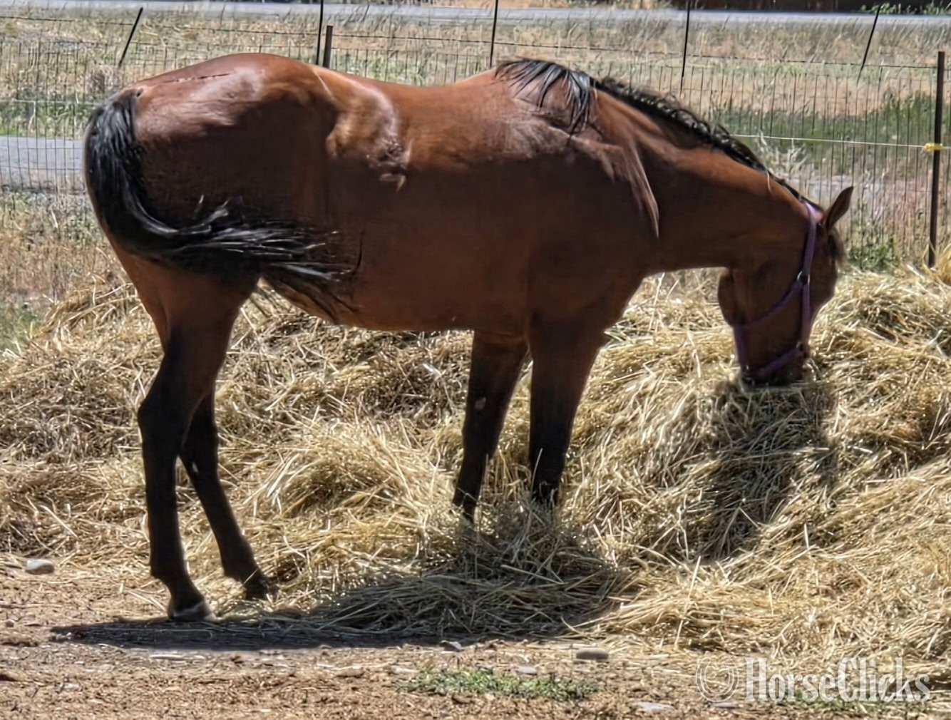 Wyoming "Piedras Rock N Lady" Bay Mare Quarter Horse