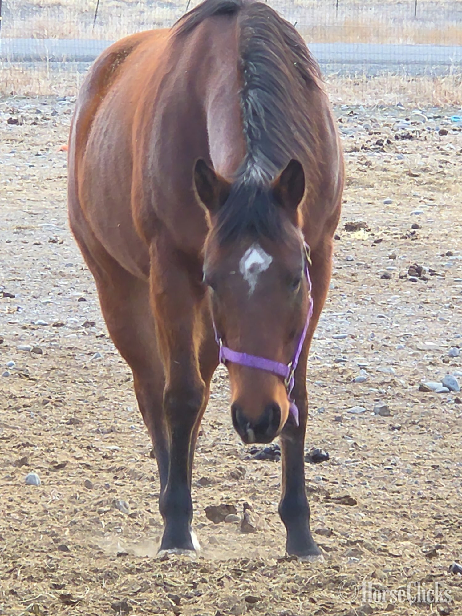 "Piedras Rock N Lady" Bay Mare Quarter Horse - Quarter Horse in Wyoming