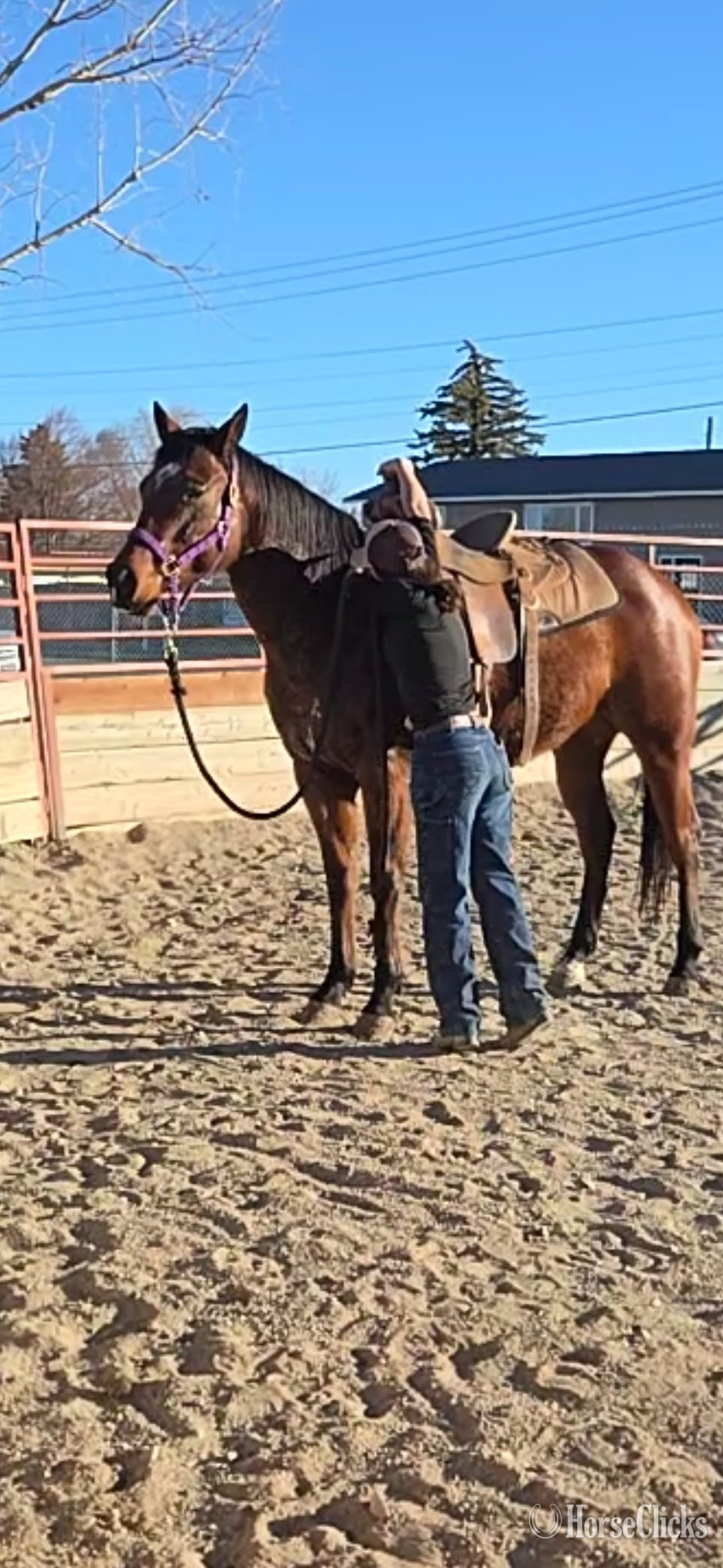"Piedras Rock N Lady" Bay Mare Quarter Horse - Quarter Horse