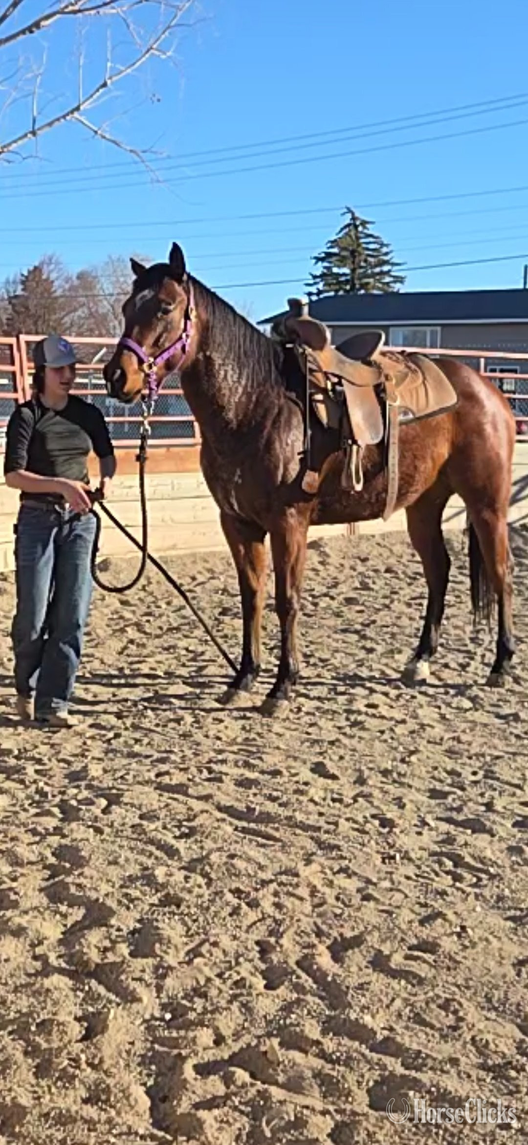 "Piedras Rock N Lady" Bay Mare Quarter Horse Wyoming