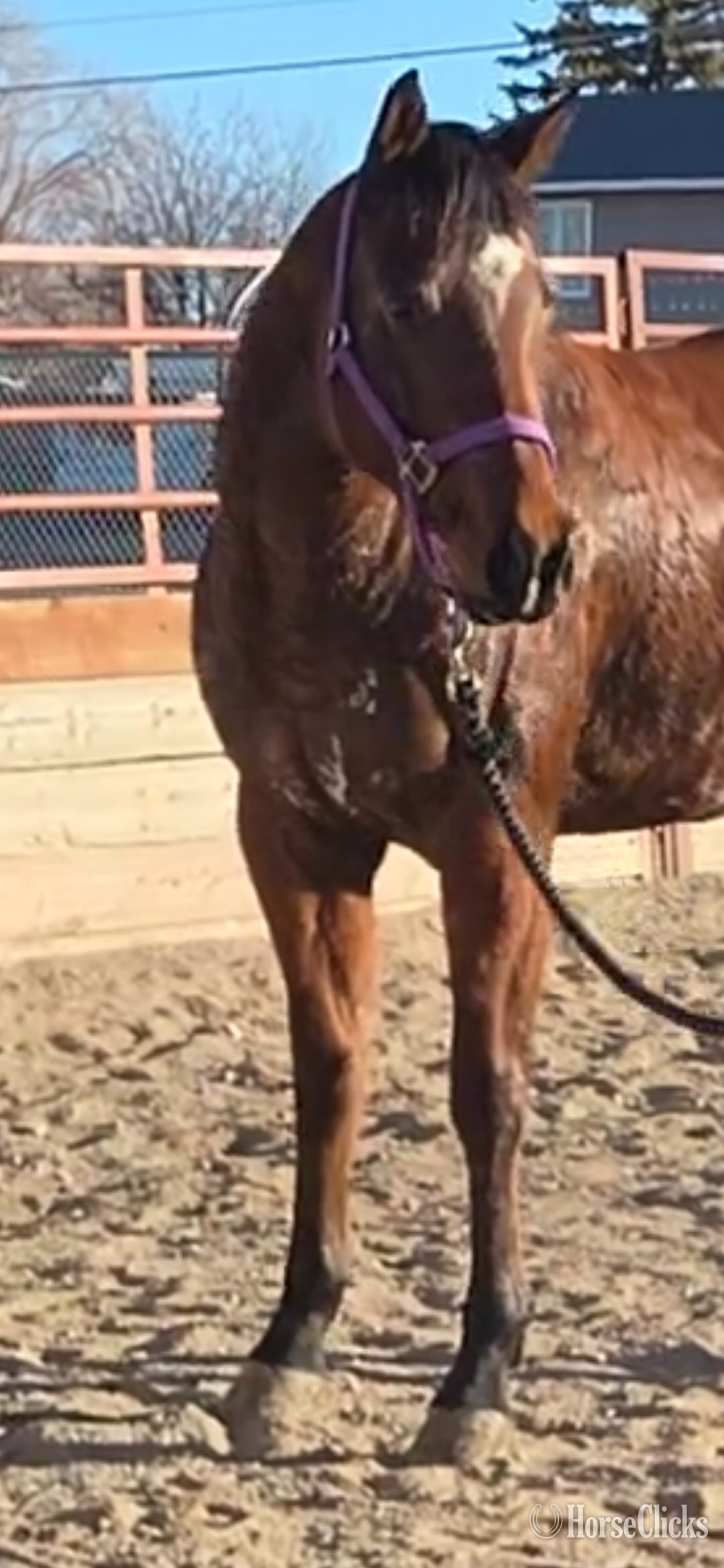 Quarter Horse - "Piedras Rock N Lady" Bay Mare Quarter Horse in Wyoming