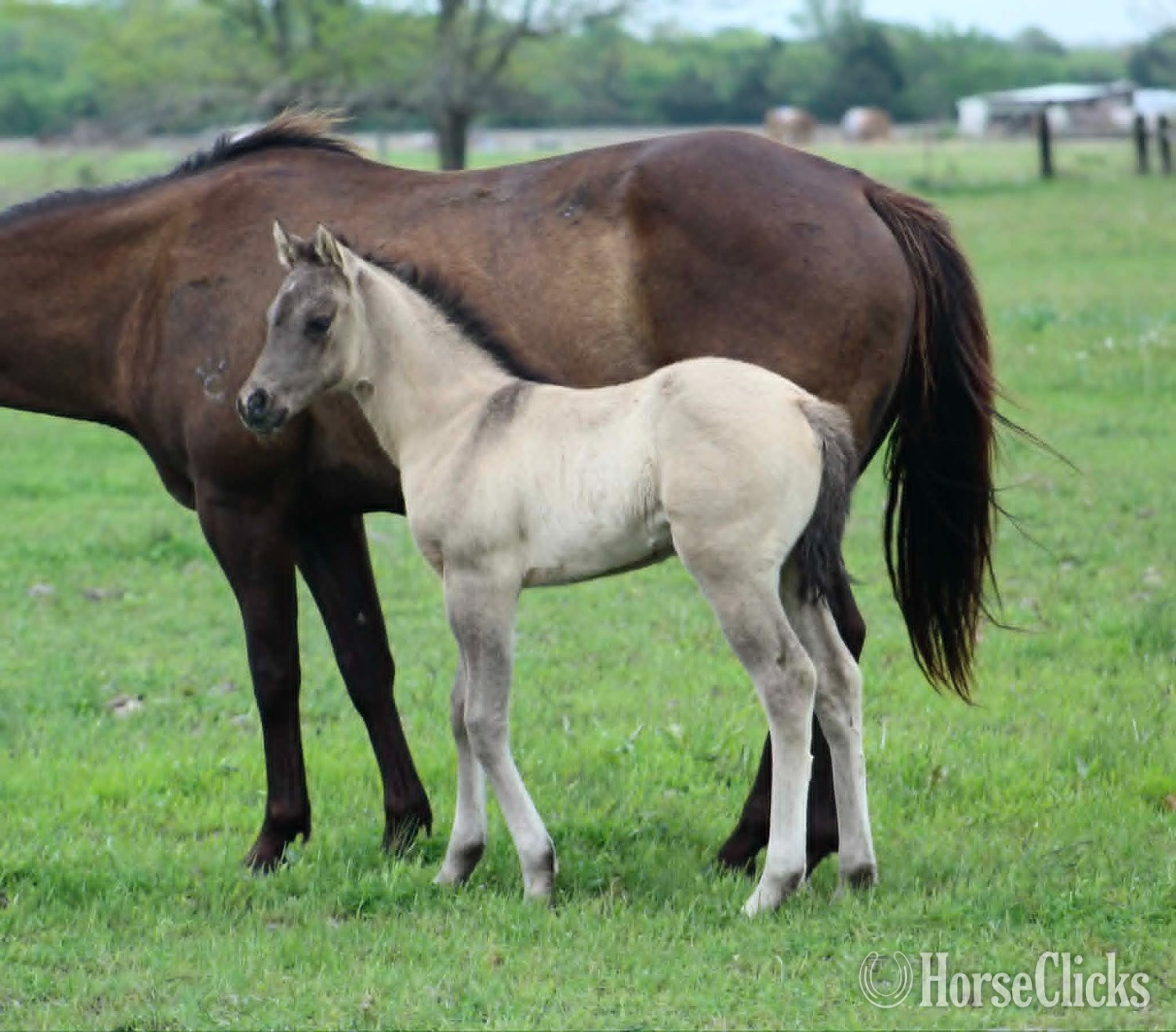 "ALL DUN IN SILVER X SHINING C GUN CHEX" Grullo Filly Quarter Horse in Texas