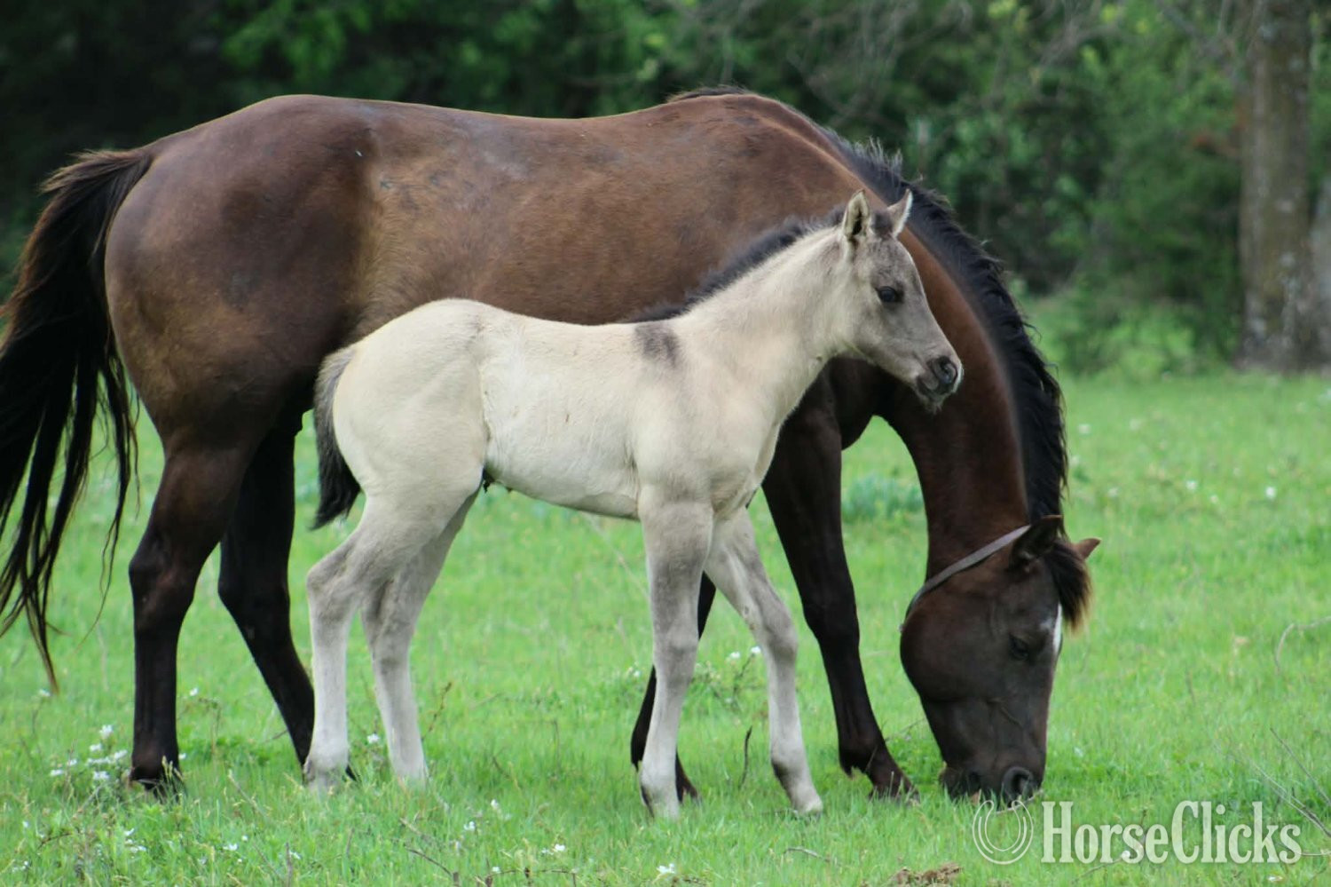 "ALL DUN IN SILVER X SHINING C GUN CHEX" Grullo Filly Quarter Horse