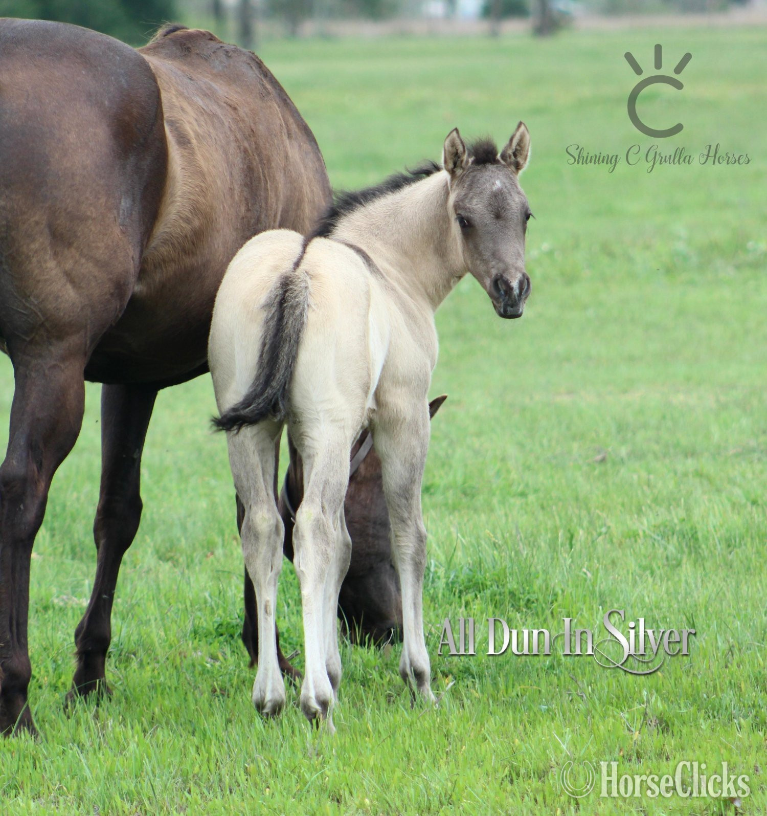 "ALL DUN IN SILVER X SHINING C GUN CHEX" Grullo Filly Quarter Horse - Quarter Horse in Texas