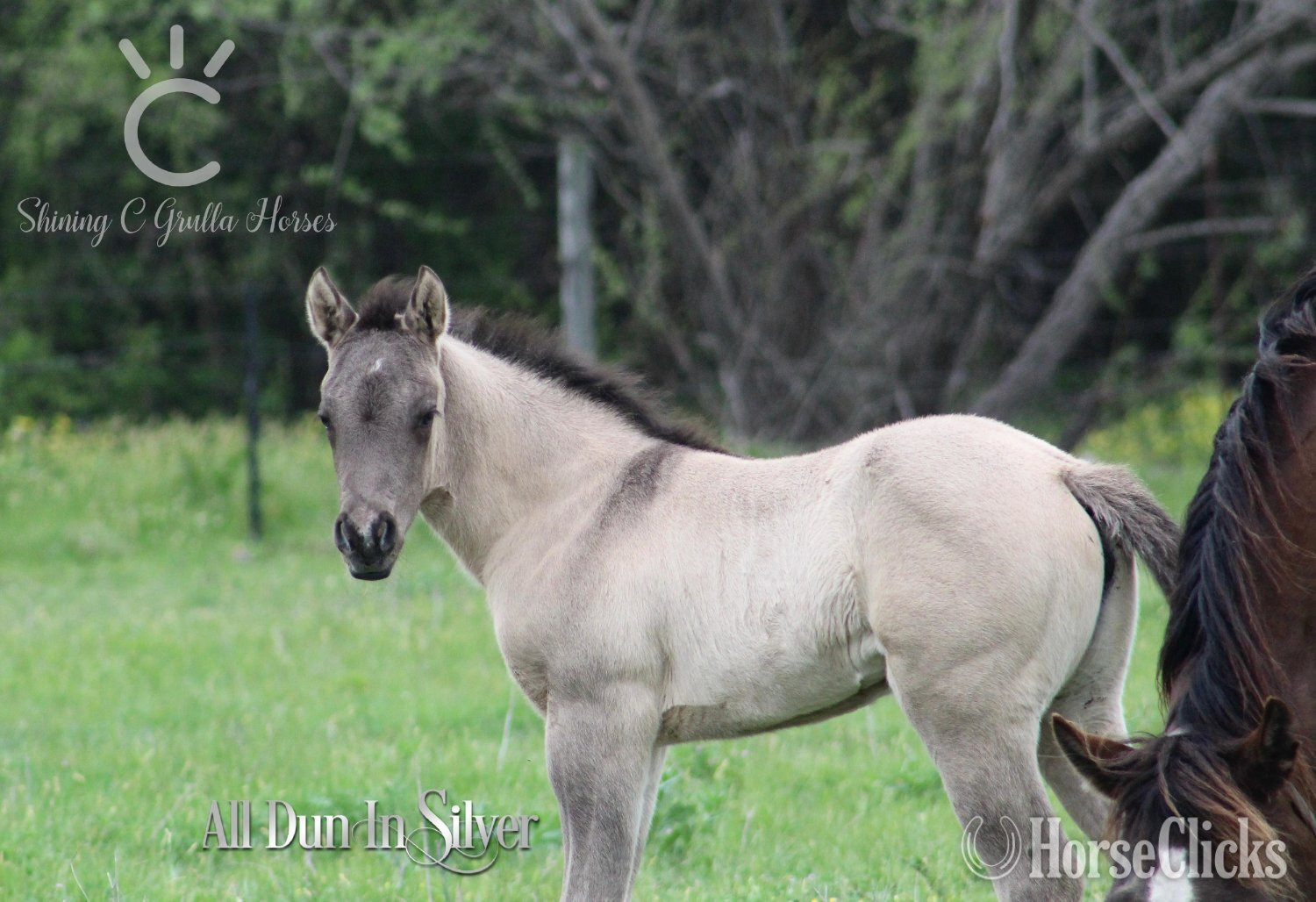 "ALL DUN IN SILVER X SHINING C GUN CHEX" Grullo Filly Quarter Horse - Quarter Horse