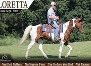 "Loretta" Tabiano Mare Tennessee Walker