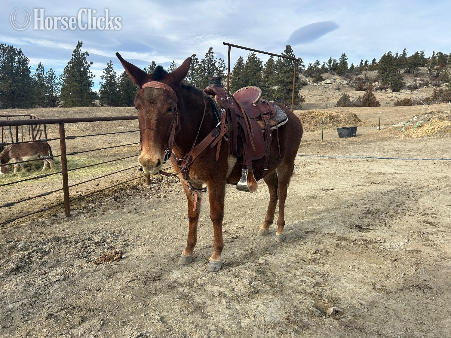 "Dally" Brown Mare Mule in Montana