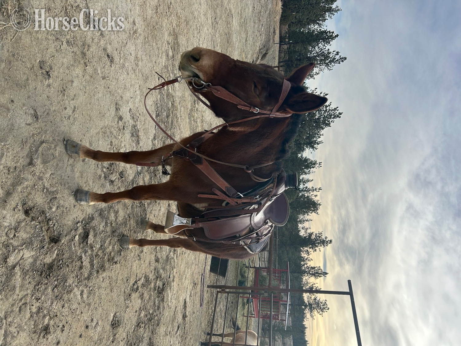 "Dally" Brown Mare Mule